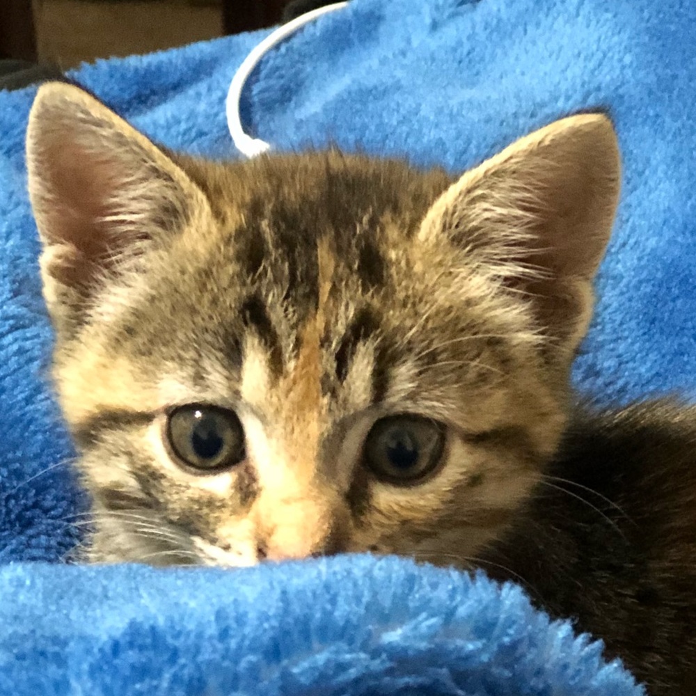 Meet your Posher, Judith